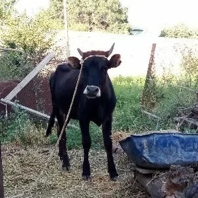 Gibrit Tüwe 1 ýaş 2 aýlyk