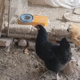 brama yumurta