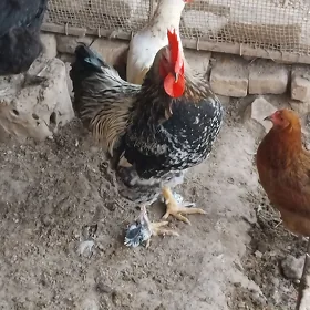 brama horaz arginal
