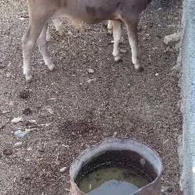 göle