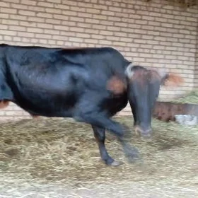 öküzöküz