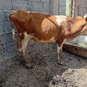 simintal garyşyk tuwe