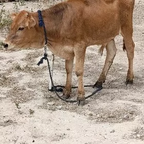 ÖKÜZ ŞWES