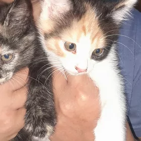 котята