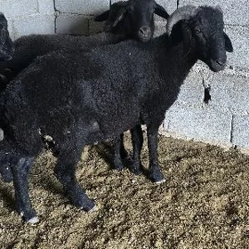 ARASSA GARA KÖL GOŸUNLAR