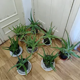 Цветы Алое