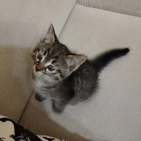 Pişik Mugt Mugt