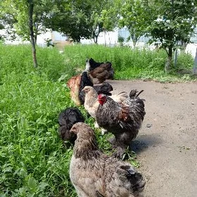 brama