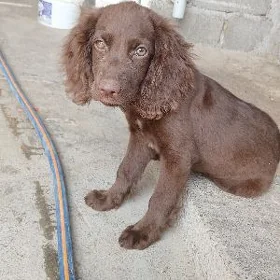 awçy  spanel