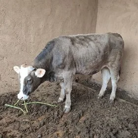 Okuzce