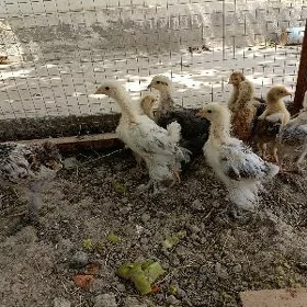 brama