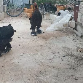 brama