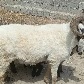 Goç