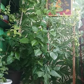 Damaşny gül