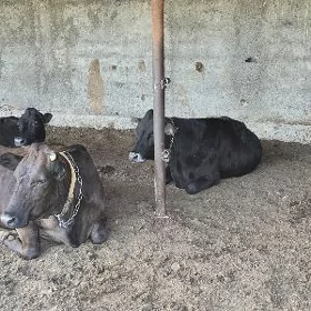 satlyk mallar bogaz gysyr gole