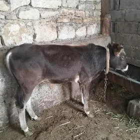 SWES OKÛZ