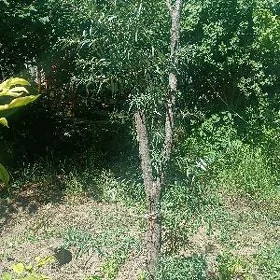 Satlyk mellek yer