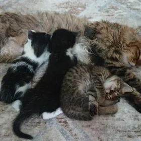 4 котят