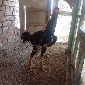 HORAZ