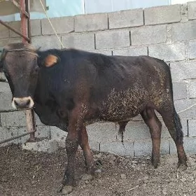 ökiz