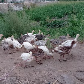 İnduk Jüje