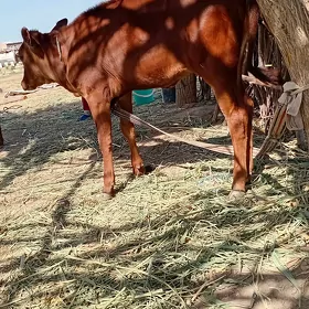 Gulajyn göle