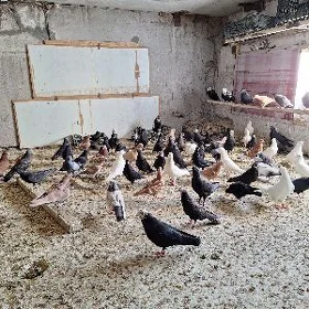 kepderi