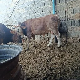 okuz baklan 3 sani