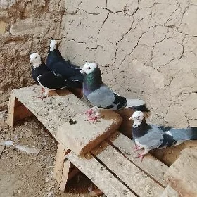 kepderi