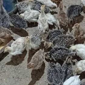induk jujeler