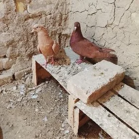 kepderi