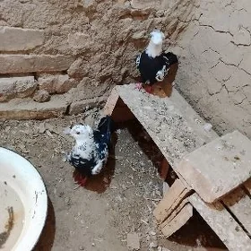 kepderi