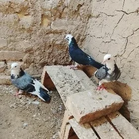 kepderi