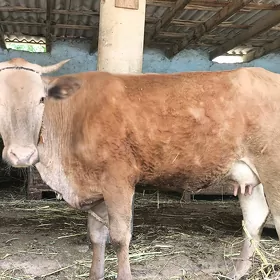 Sygyr