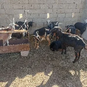 geci