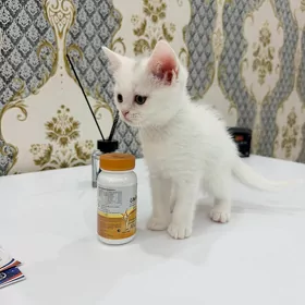 шотландский котенок