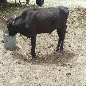 ökuz