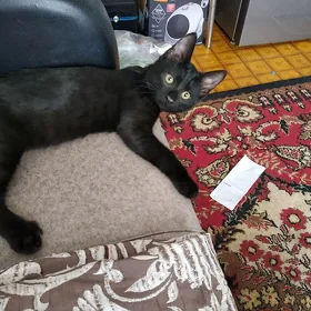 КОТЕНОК