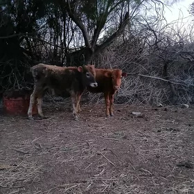 gole tuwe