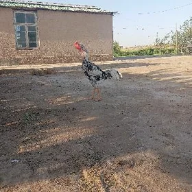 horaz