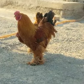 Brama Golt