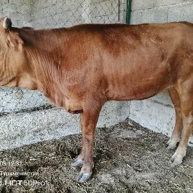 tuwe bakylan