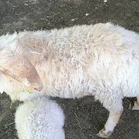 Ak goç