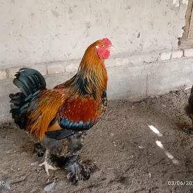 Brama Horaz