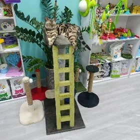 когтеточка лесенка