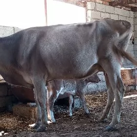 goleli sygyr