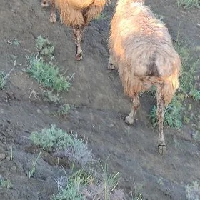 Goç