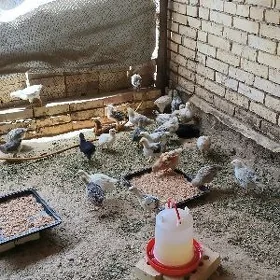 Balgar balakly towuk jüje