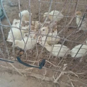 İnduk jüje