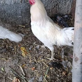 towuk horaz